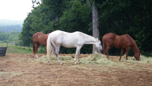 A white horse and two brown horses are eating hay in a field.
