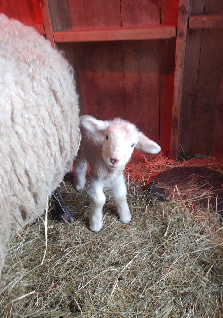 A baby sheep is standing next to a sheep in a barn.