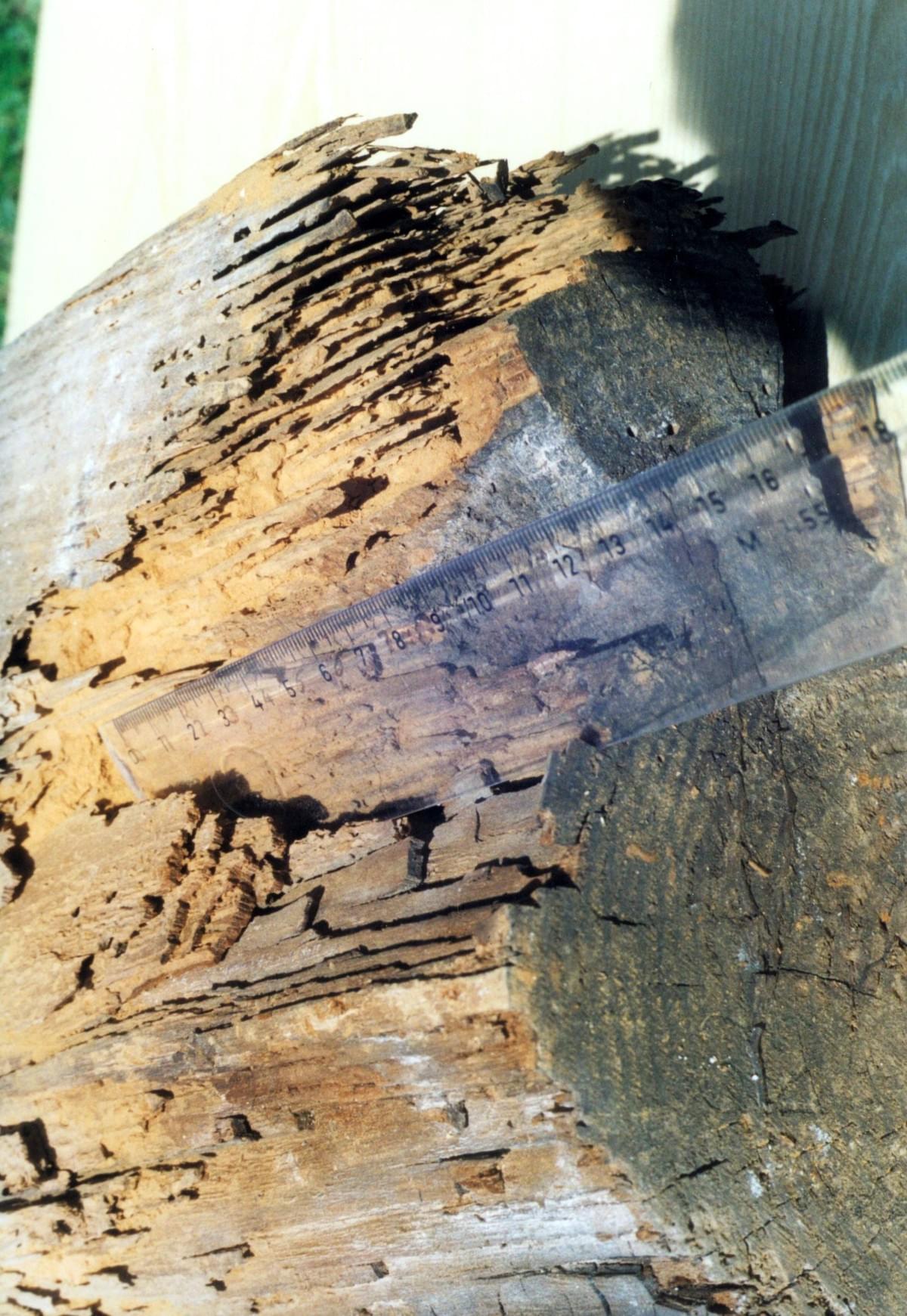 Ein Holzbalken, der stark von Insekten befallen ist und ausgedehnte Fraßgänge und Fäulnis aufweist.