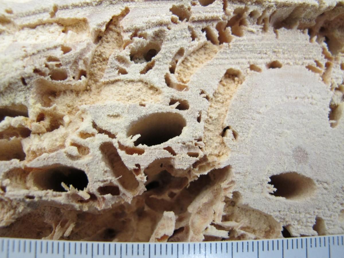 Querschnitt eines mit Löchern durchzogenen Holzstücks, die wahrscheinlich von holzbohrenden Insekten verursacht wurden.