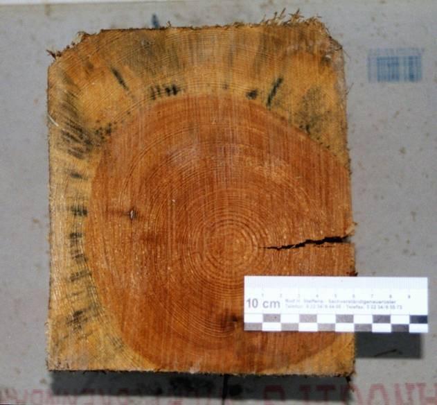 Querschnitt eines Holzbalkens mit sichtbaren Jahresringen. Braune und hellbraune Farbtöne. Ein Lineal ist zu sehen.