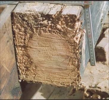 Nahaufnahme des Endes eines Holzbalkens, auf der die Maserung, Astlöcher und ein Lineal zum Größenvergleich sichtbar sind.