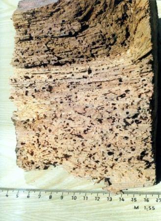 Querschnitt eines Korks, der die poröse, geschichtete Struktur zeigt; unten befindet sich ein Lineal.