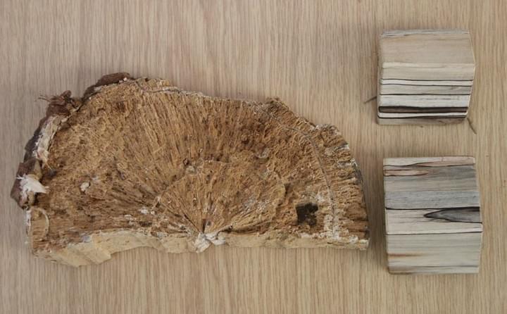 Beschädigte Holzprobe mit Abschnitten, die verschiedene Texturen und Muster zeigen.