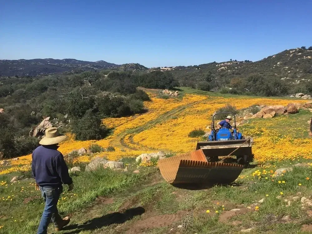 Person in hat near a bulldozer working on a hillside of bright yellow wildflowers under a blue sky