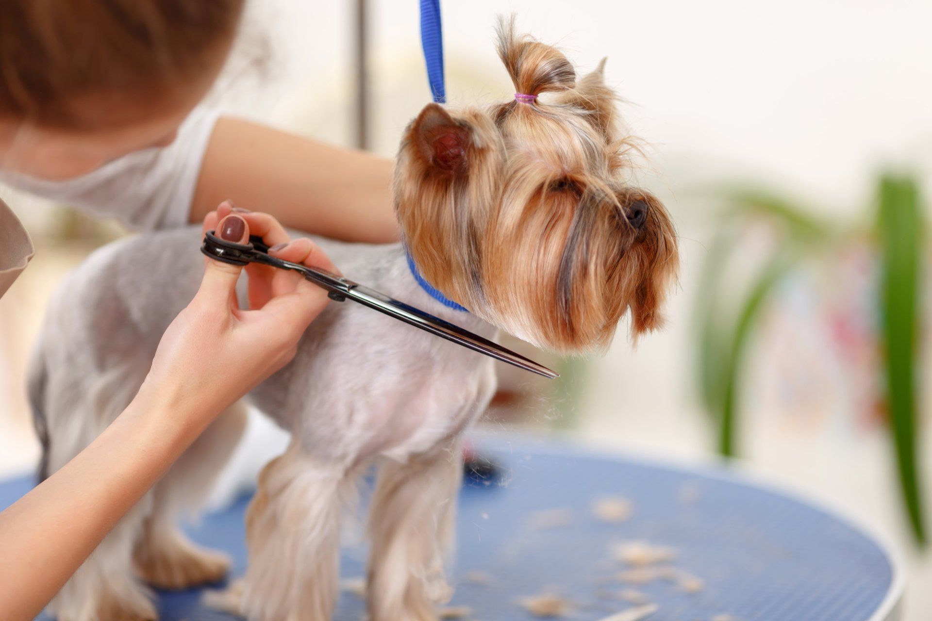 Puppy Hair Trimming in Lizton, IN | Dog Grooming