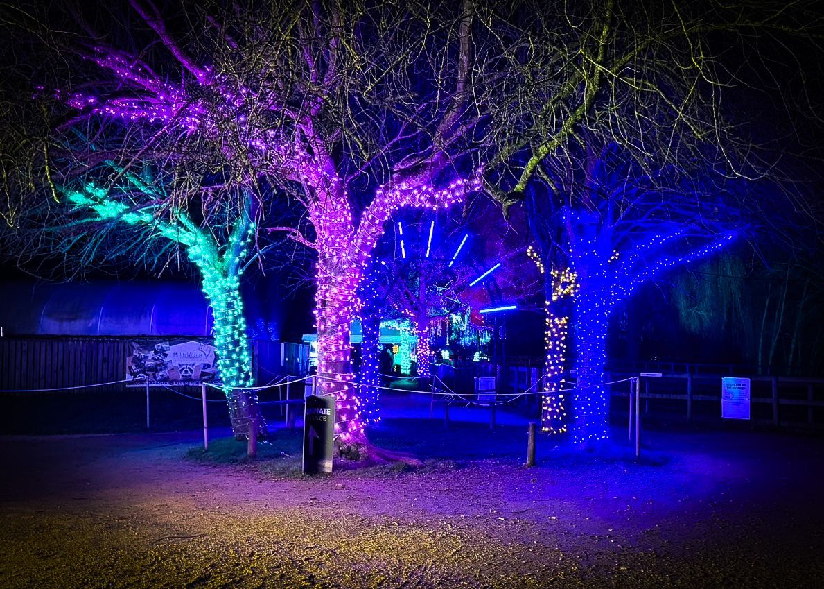 Trees wrapped in thousands of fairy light bulbs