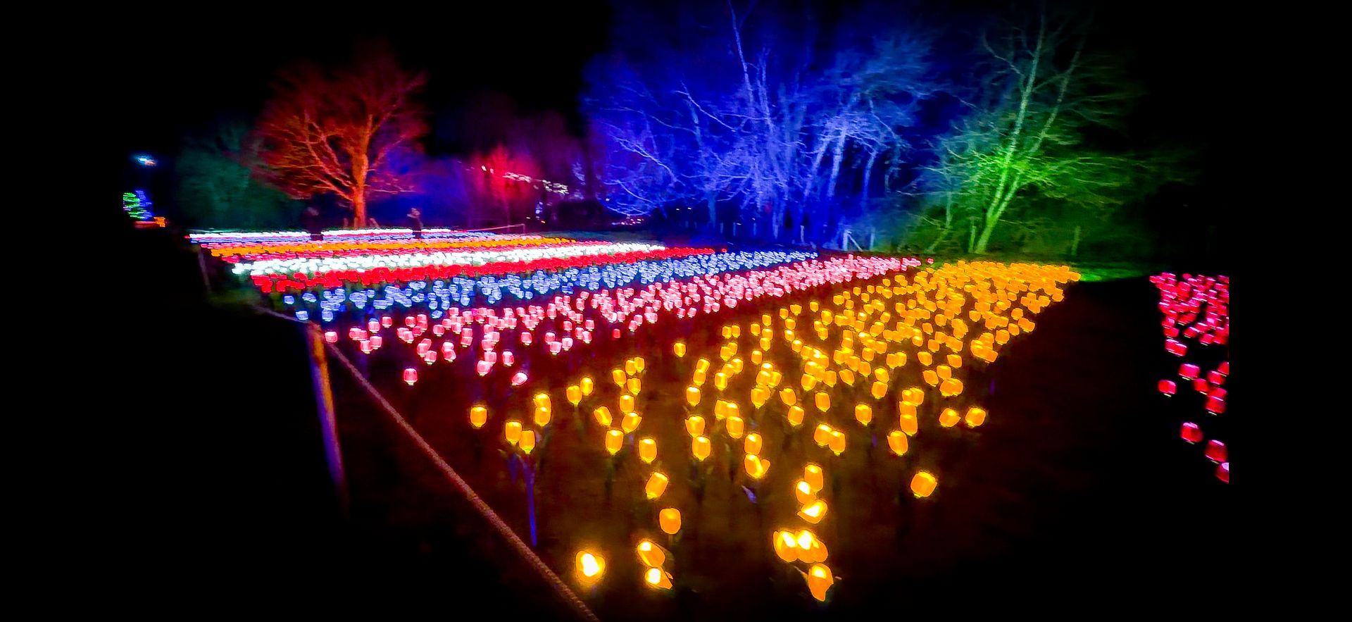 A field filled with hundreds of coloured light up flowers.