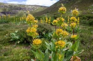 a bunch of yellow flowers are growing in a field .