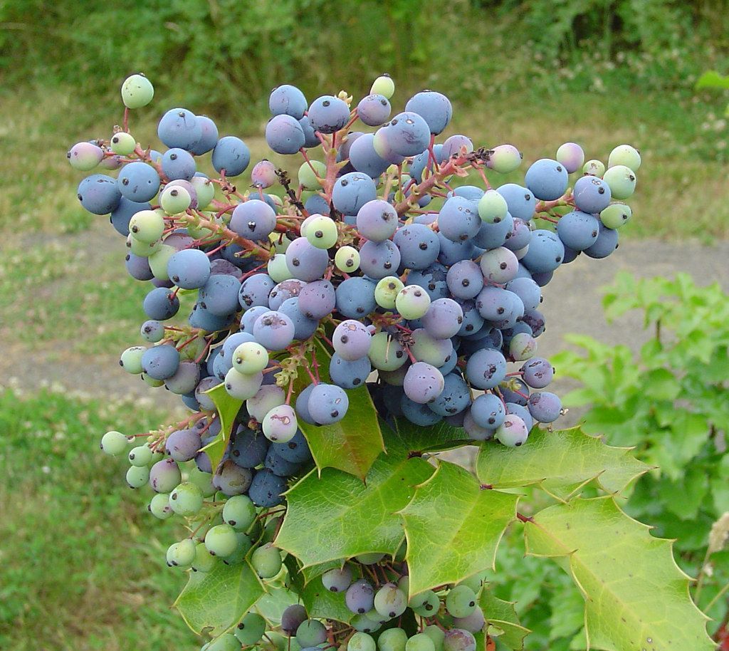 Oregon Grape & GMO Information