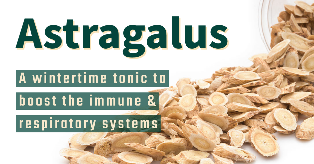 astragalus is a wintertime tonic to boost the immune and respiratory systems