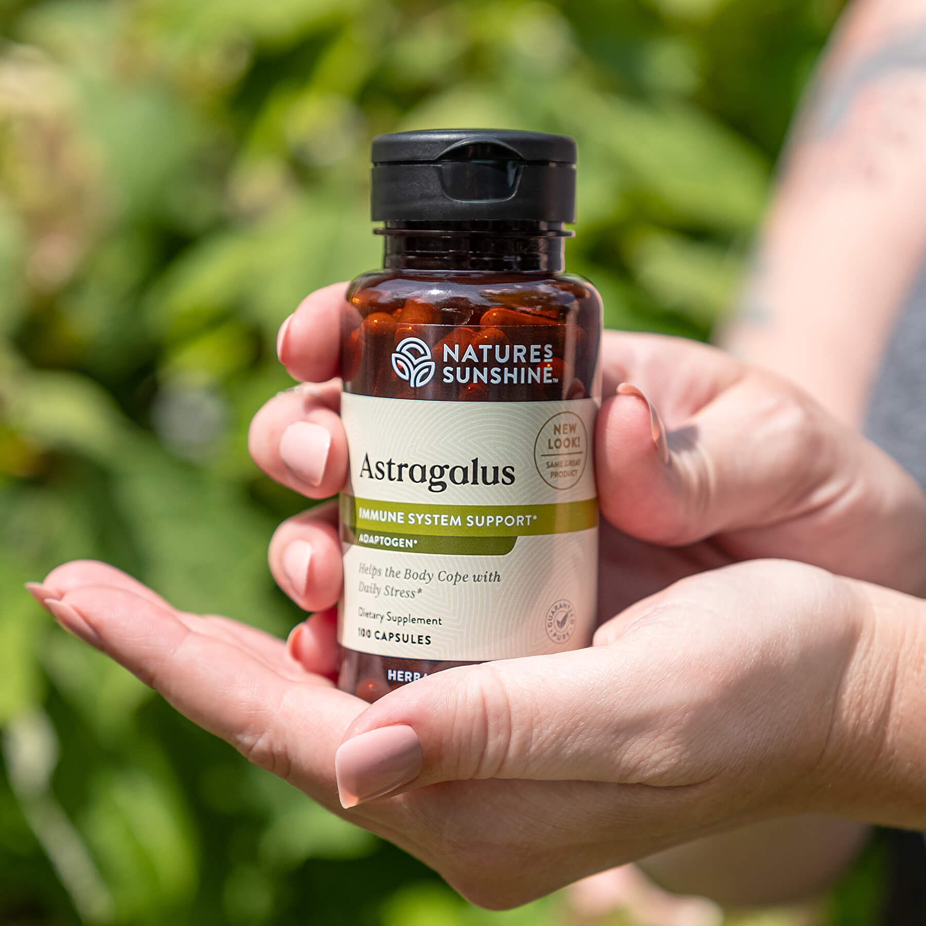 Astragalus the Winter Weather Immune Booster