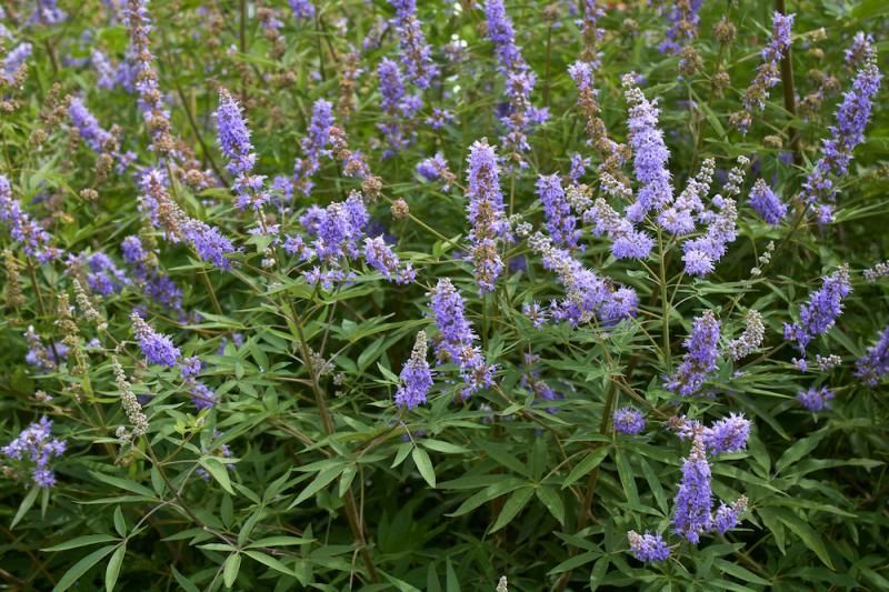 Wild yam Chaste Berry