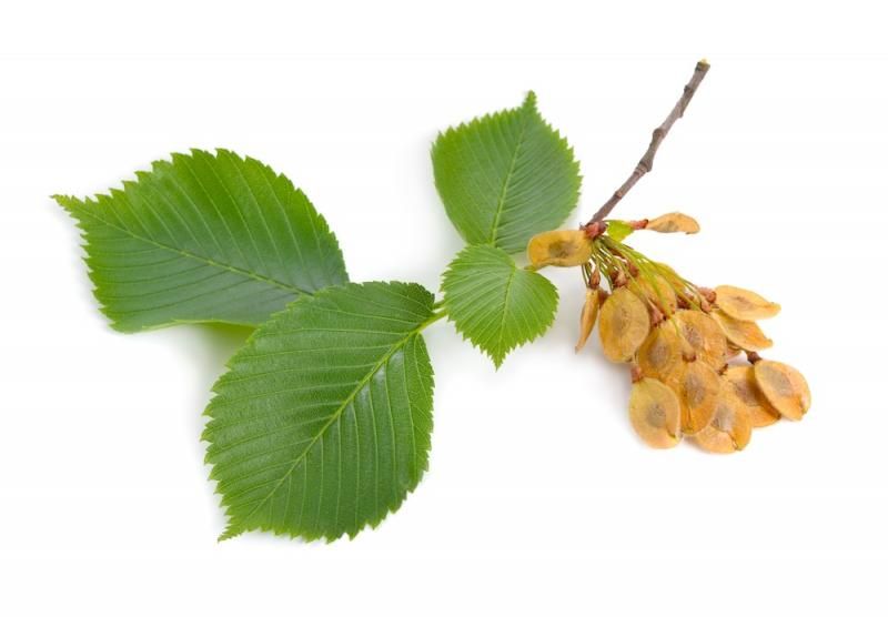 fruit; berry; slippery elm herb