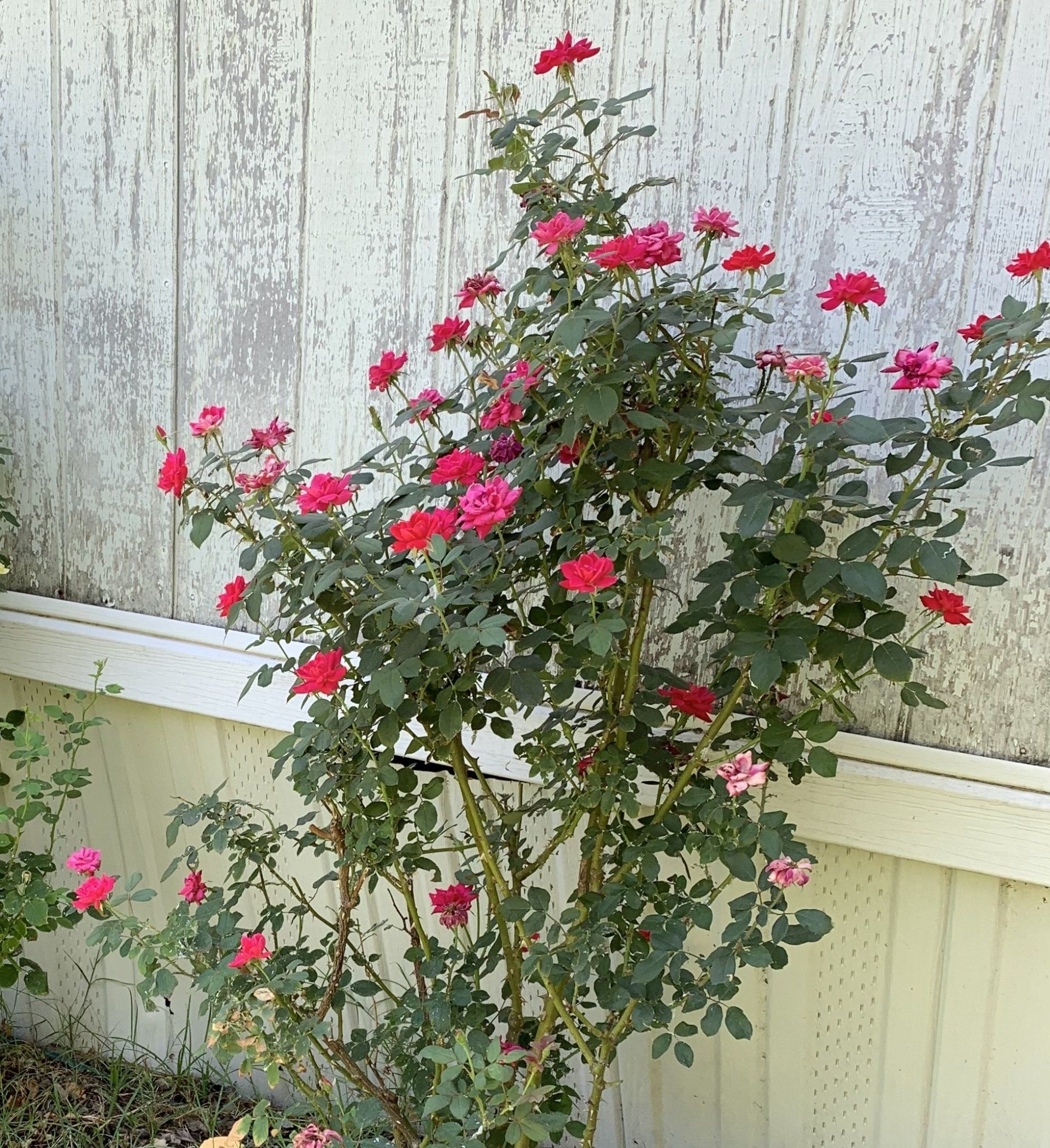 a bush with red flowers in front of a white fence