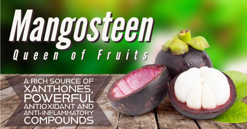 MANGOSTEEN queen of fruit
