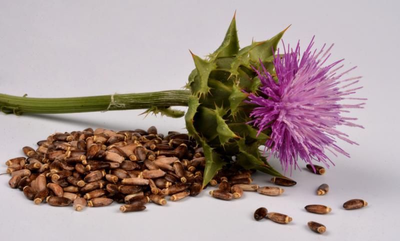 Milk Thistle Flower Seeds, used in modern herbalism