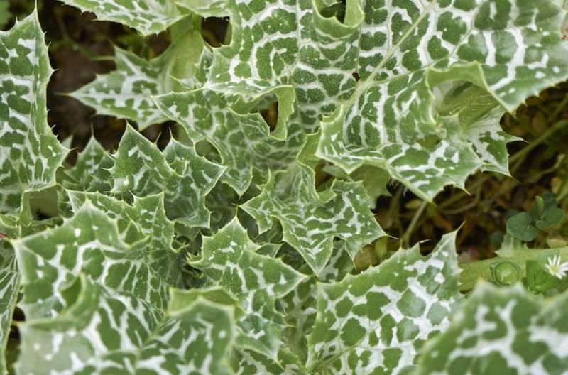 Milk Thistle Leaves 