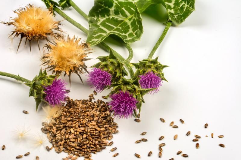 Milk Thistle Flower for bile flow; cholesterol; hepatitis; cirrhosis