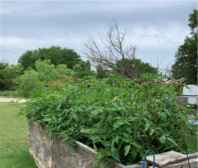 home grown garden; tomatoes;