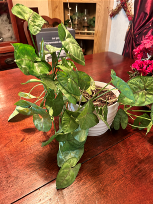 A potted plant is sitting on a wooden table.