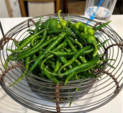 fresh peppers from garden in a basket