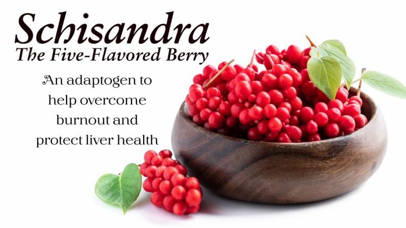 schisandra the five-flavored berry is an adaptogen to help overcome burnout and protect liver health
