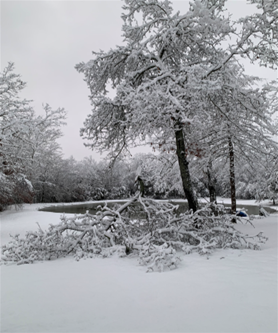 frozen FEB. trees