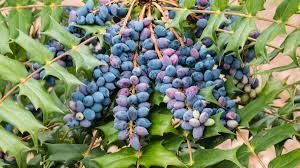 a picture of extra ripe and blue oregon or mountain grapes