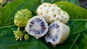 an evergreen leaf wth white fruit showing seeds