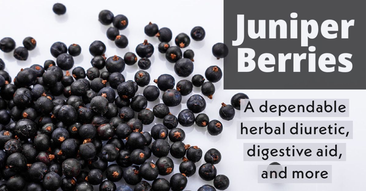 steven horne's promotional image for juniper berries lil bit of education