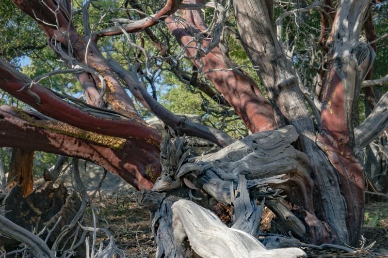 a tree with a lot of branches and roots laying on the ground .