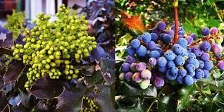 a picture of unripe and ripened oregon grape plants