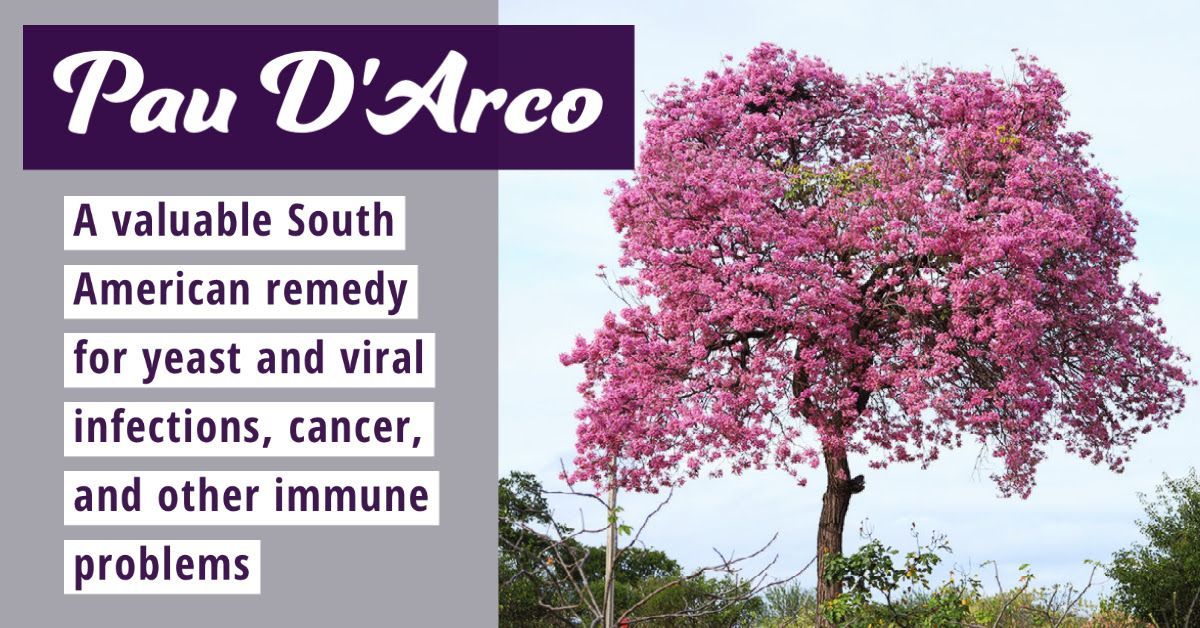 pink tree; so. america remedies