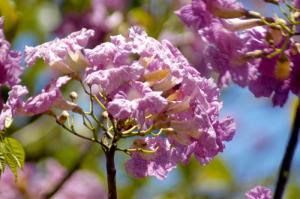 cancer treatments; Brazile; Pink flower