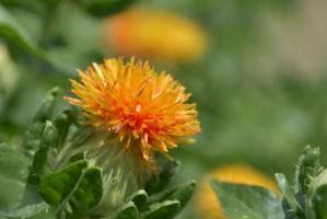 prickley flower single