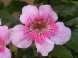 skin disease; topically or internally; intestinal flora