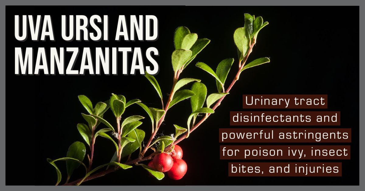 Lil bit of Education - Uva Ursi & Manzanitas