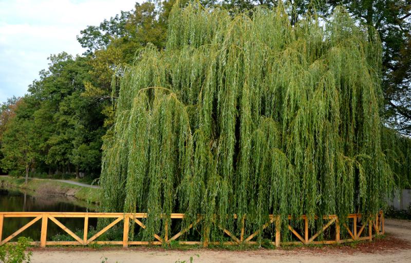 Willow trees the many types