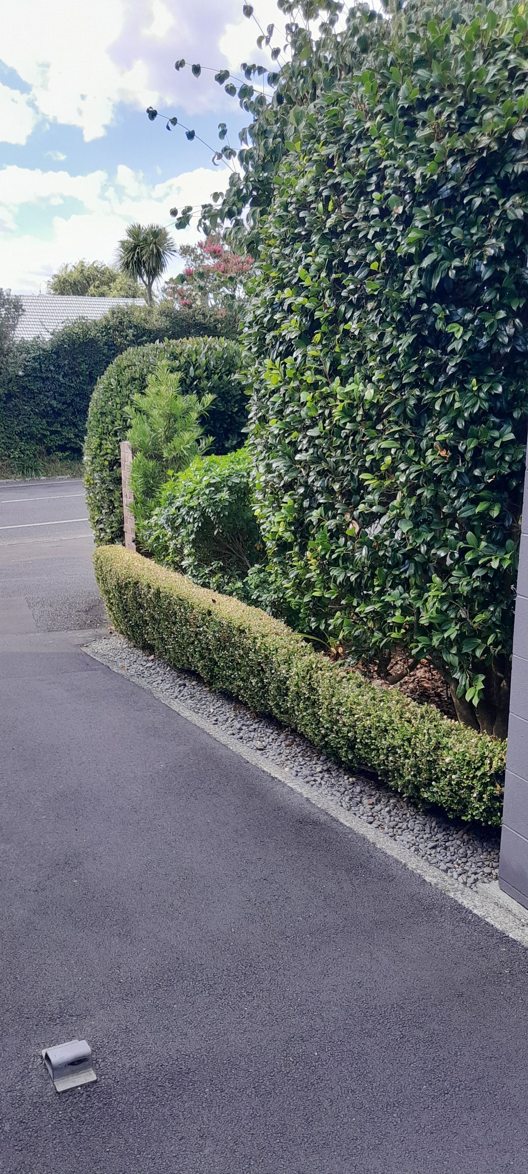 A row of bushes along the side of a road.
