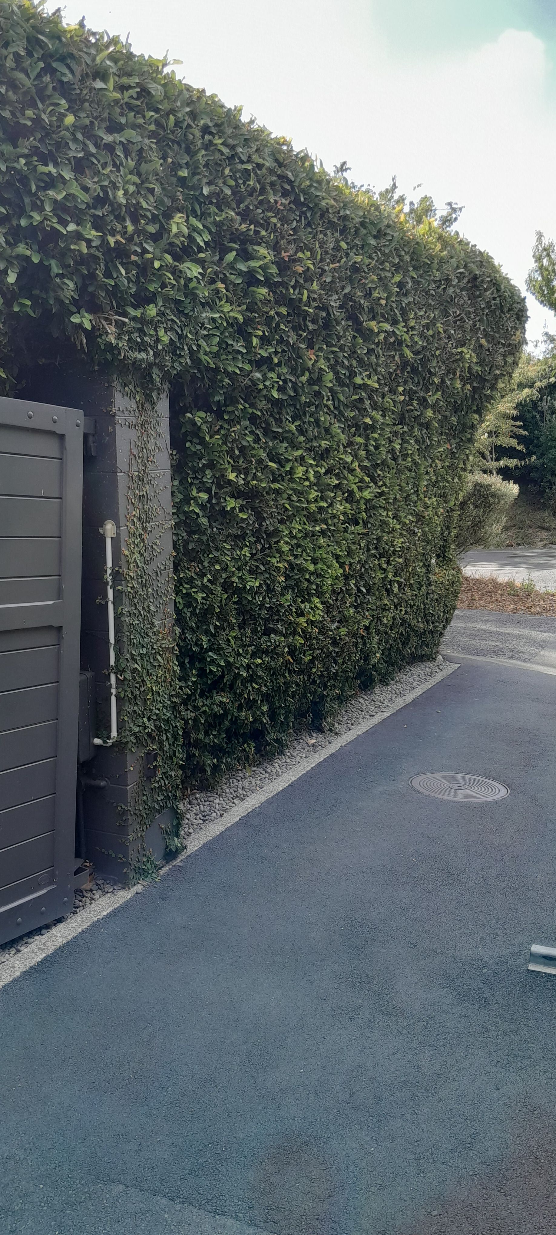 A hedge along the side of a road next to a gate.