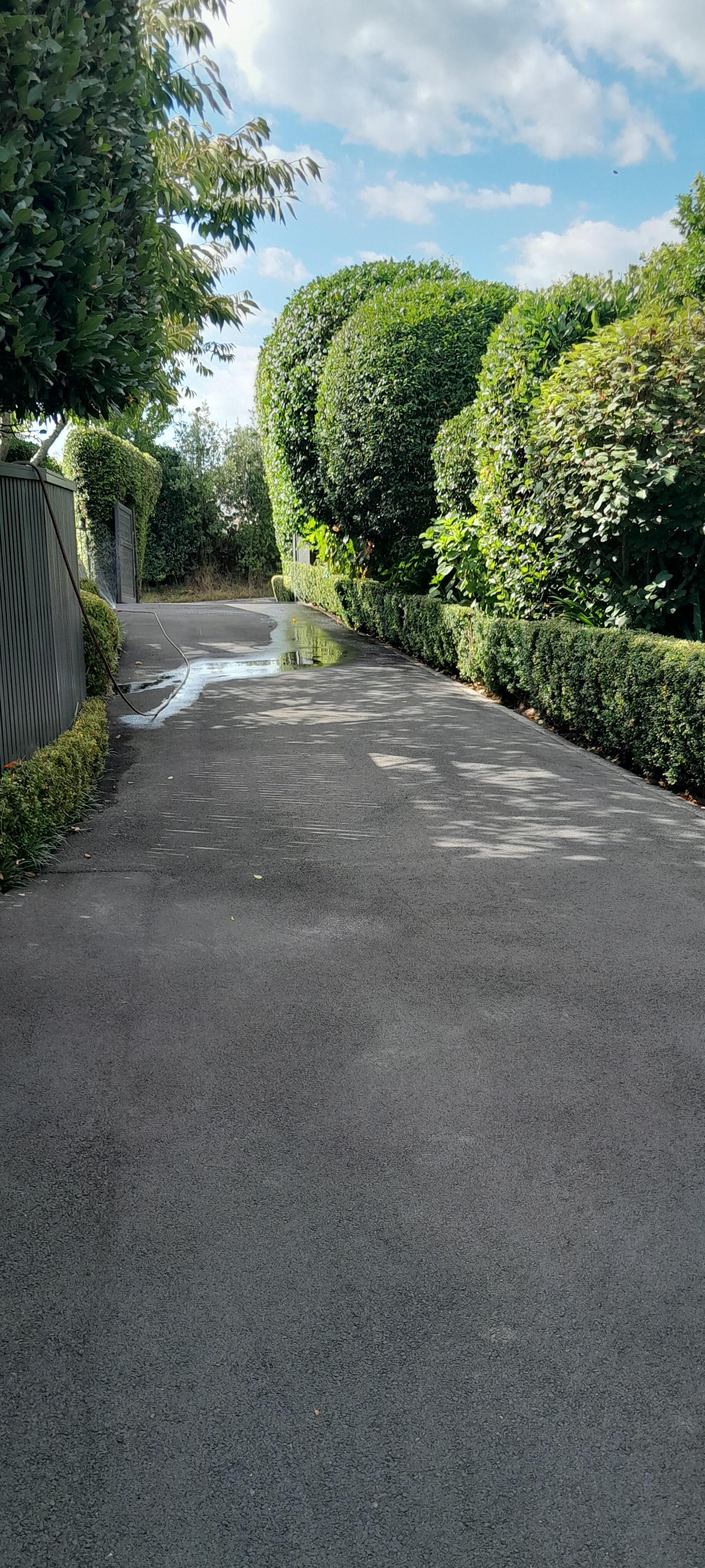 A narrow road surrounded by trees and bushes on a sunny day.