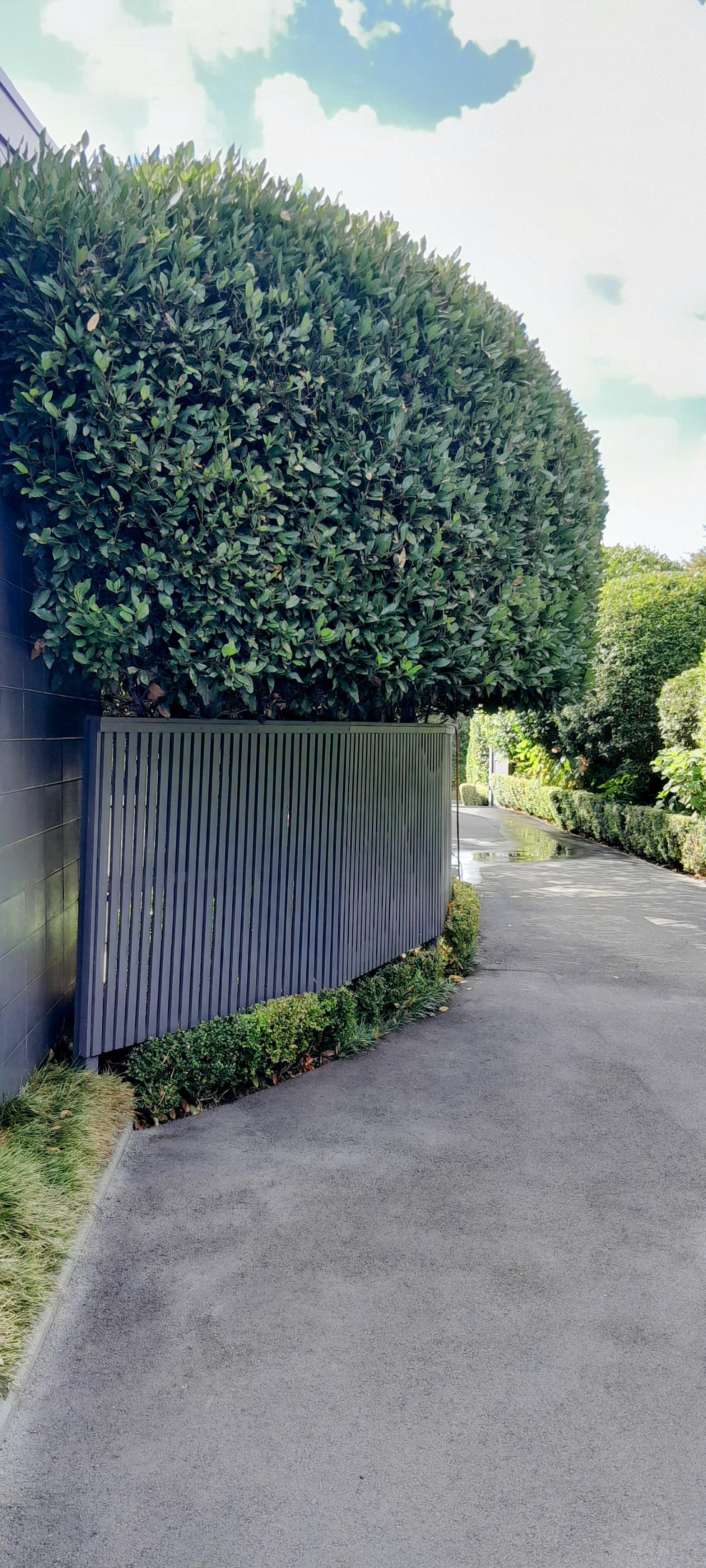 A large hedge is growing on the side of a road.