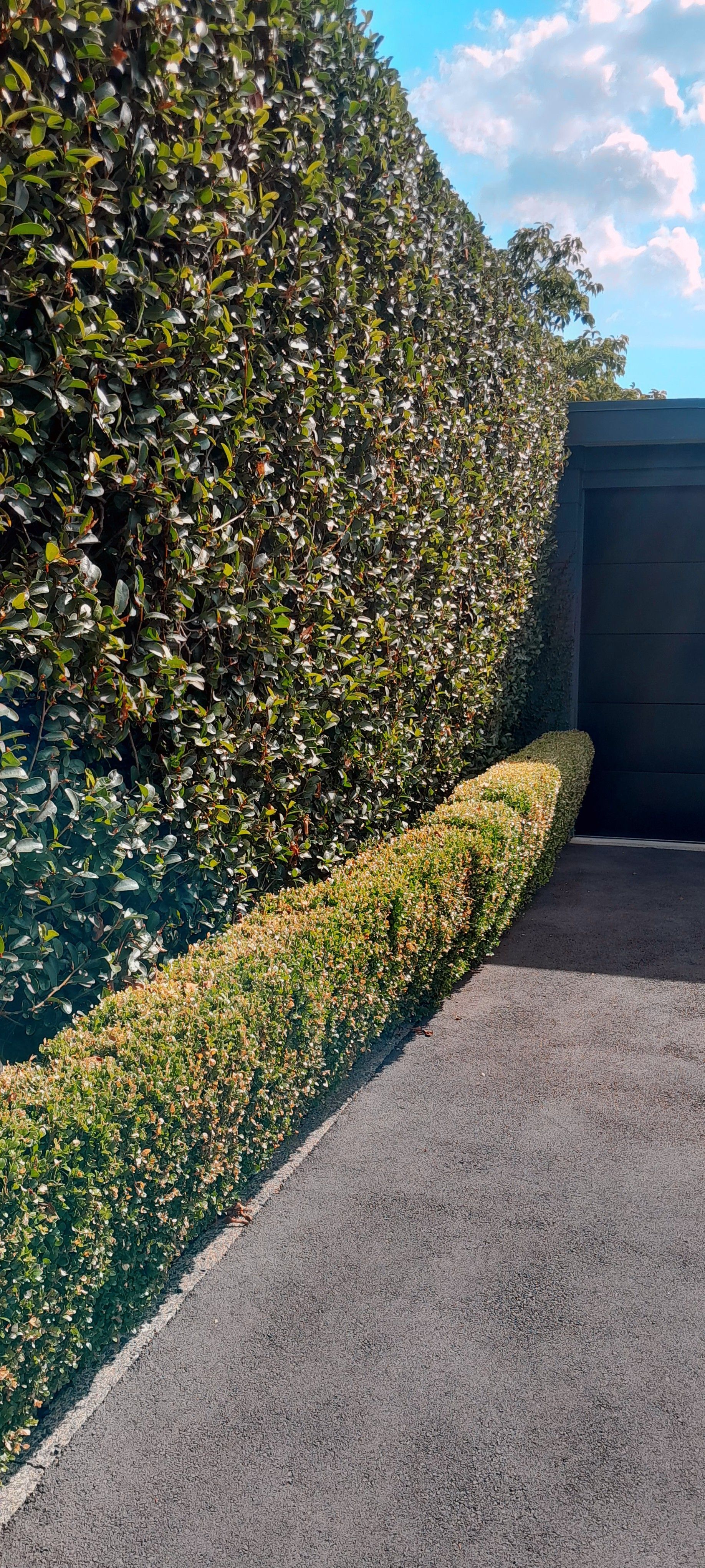 A hedge along the side of a driveway leading to a garage.