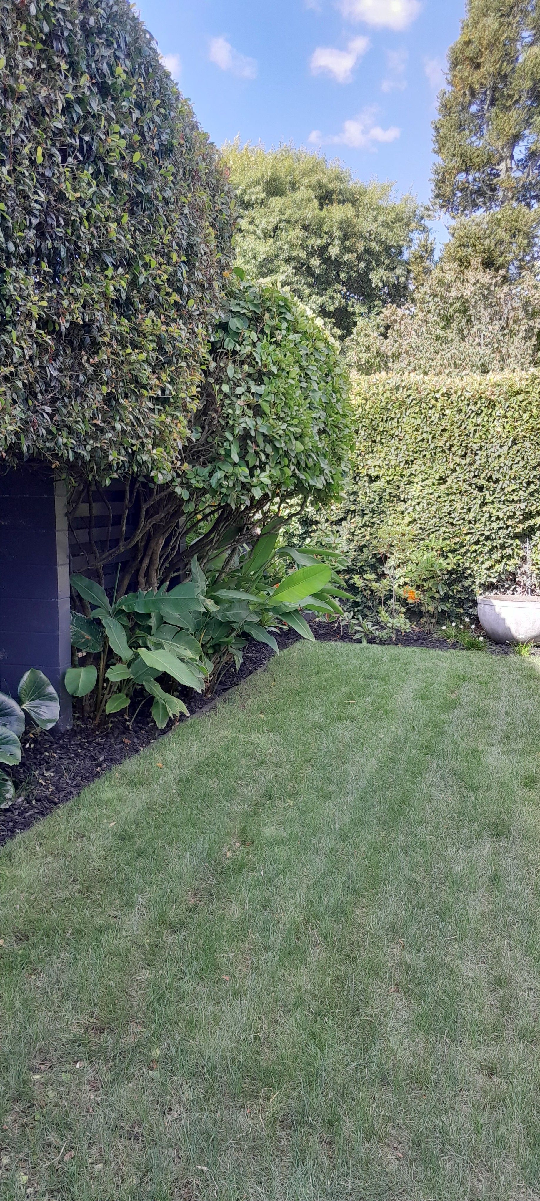 A lush green lawn surrounded by trees and bushes on a sunny day.