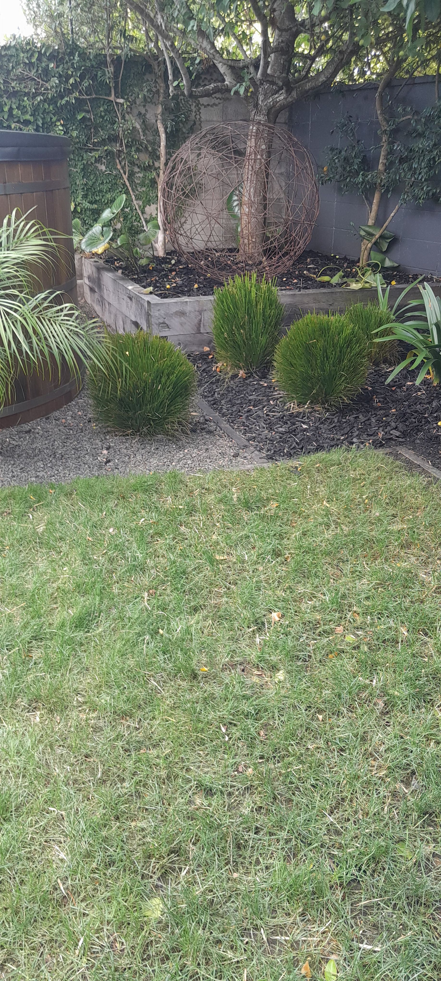 A lush green lawn with bushes and trees in a backyard.