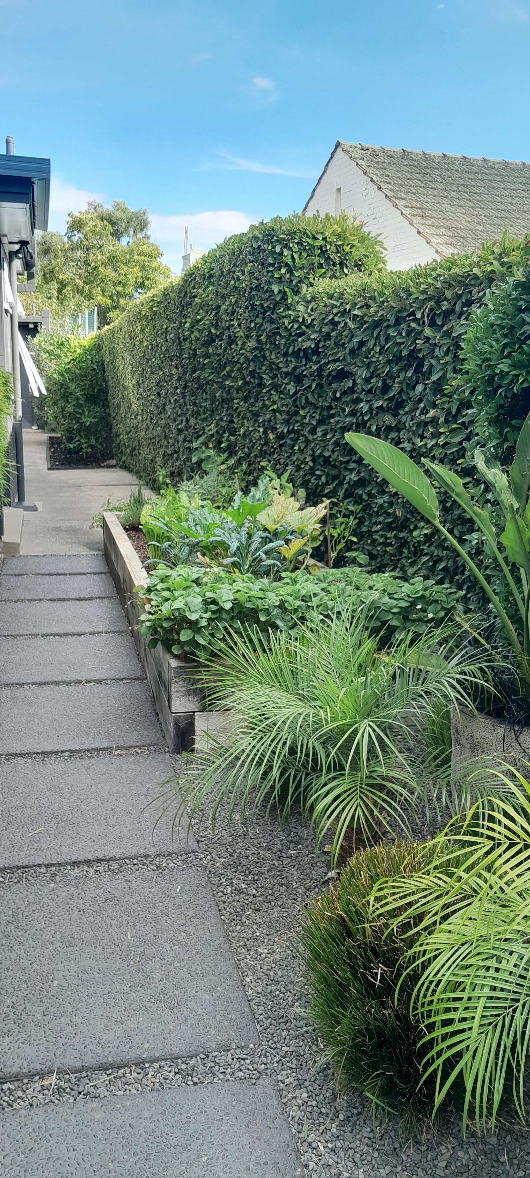A walkway leading to a house surrounded by plants and bushes.