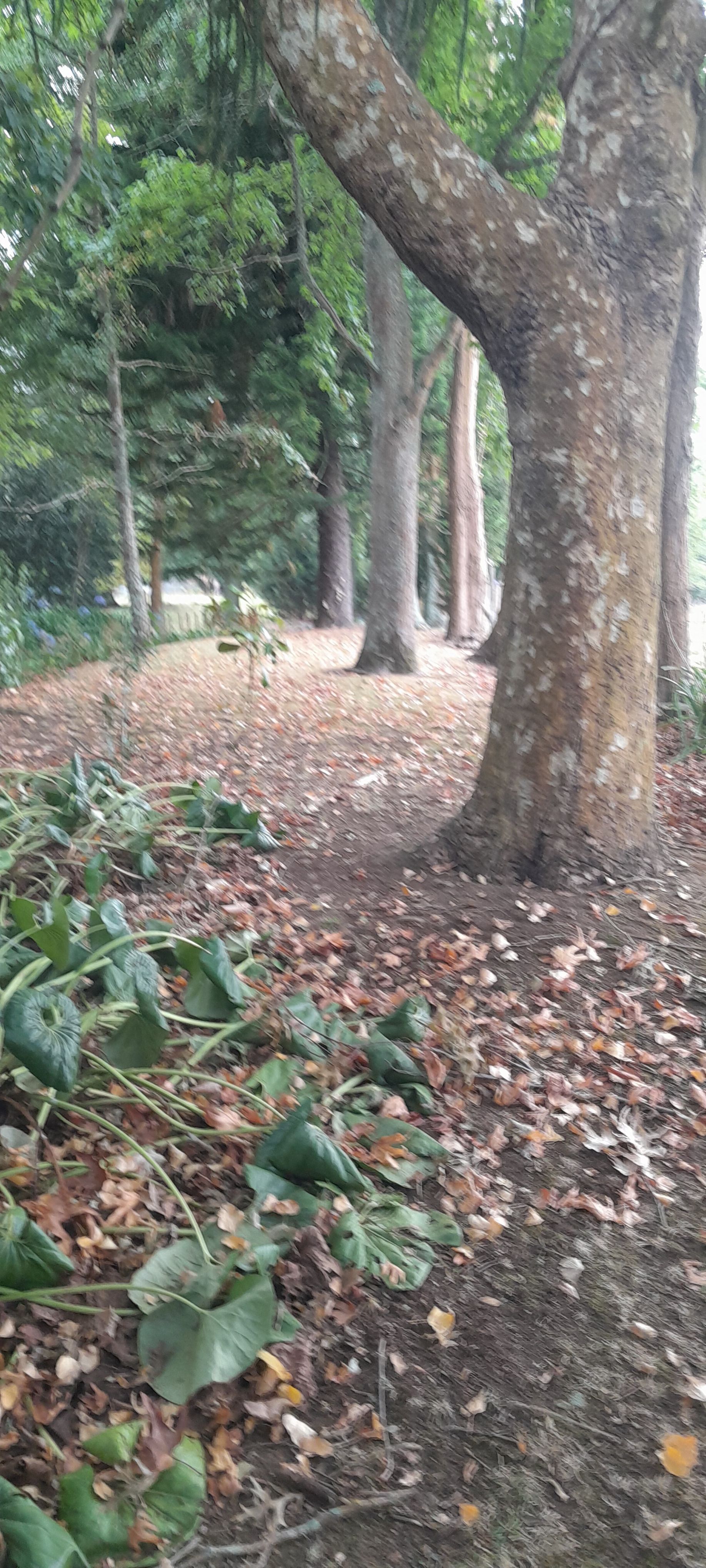 A lush green forest with trees and leaves on the ground.
