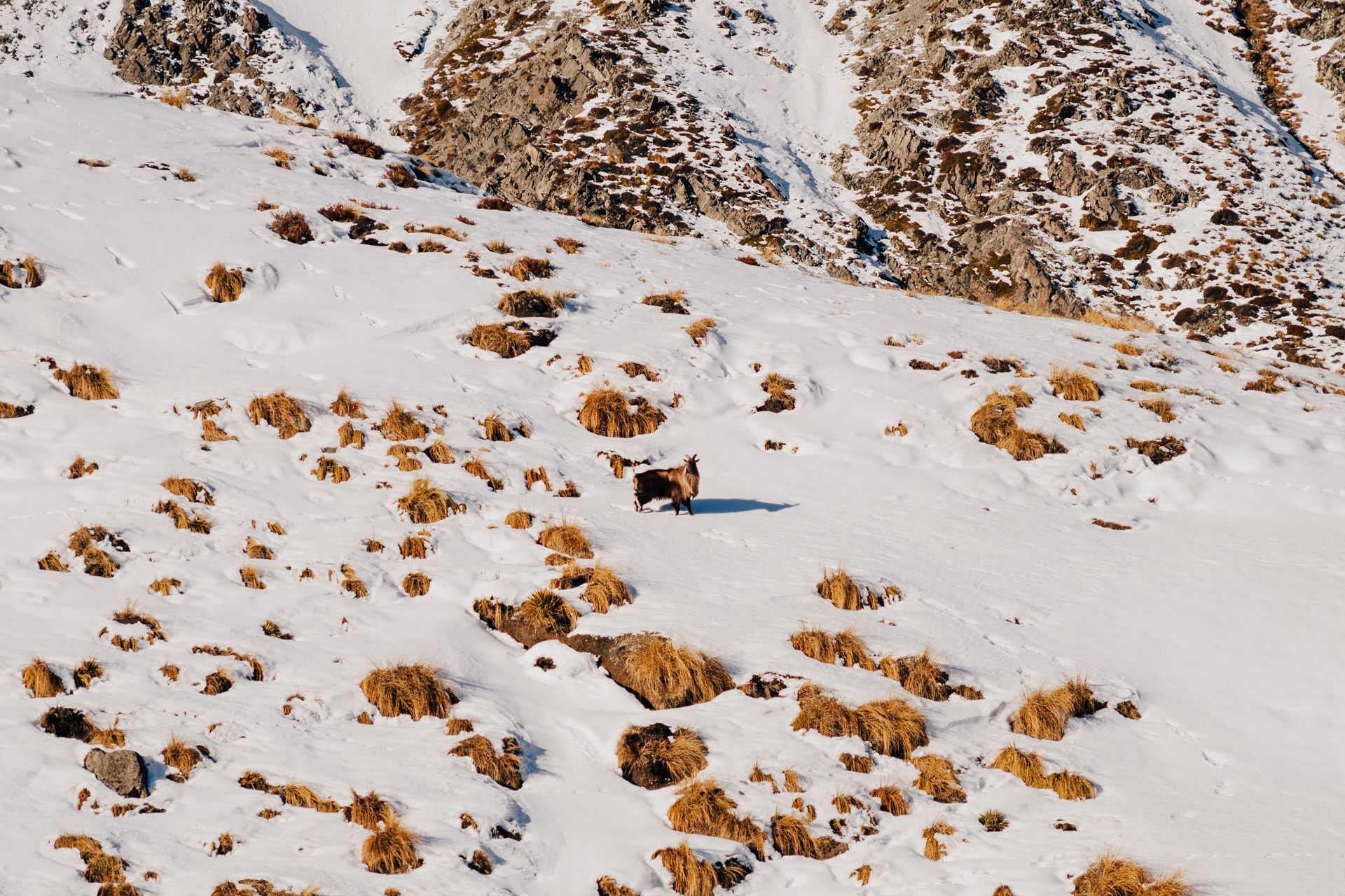 A dog is walking on a snowy hillside.