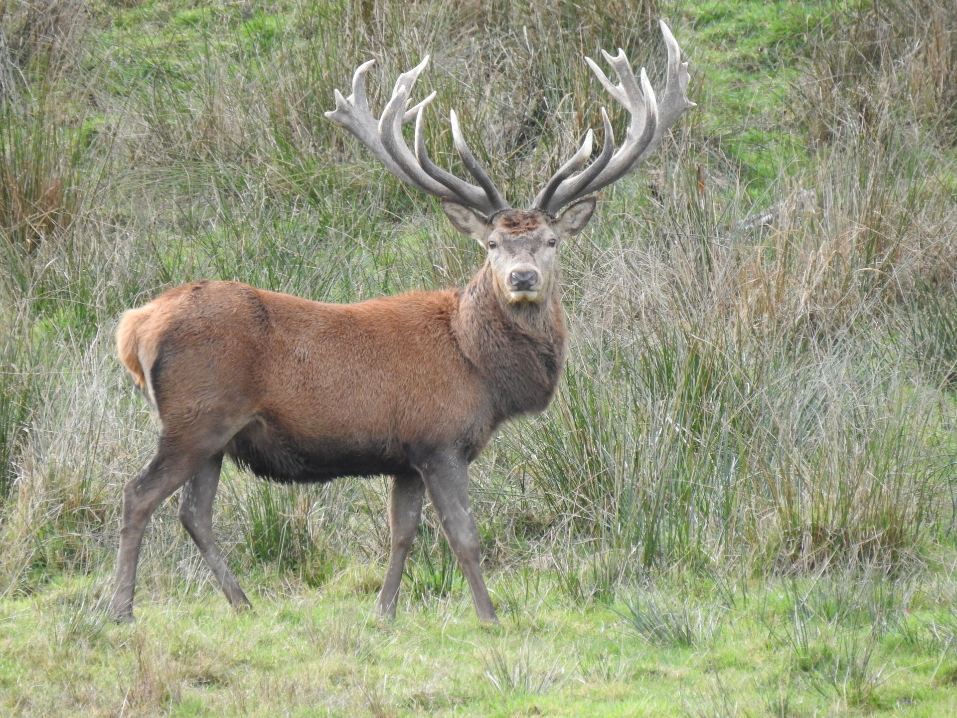 A large deer with antlers is standing in a grassy field.High Country Outfitters
